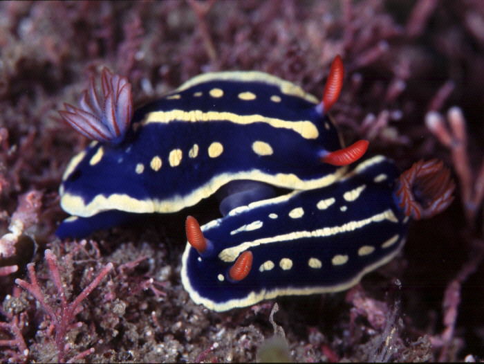 Hypselodoris festiva